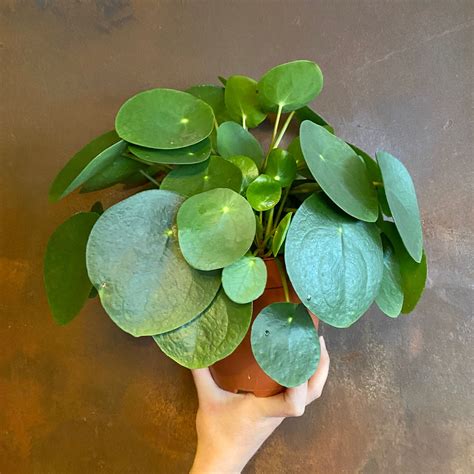 巴黎美人風水|巴黎美人粗肋草（Pilea peperomioides）